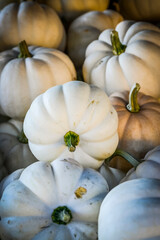 Kürbis, Casperita, Cucurbita pepo, Baby Boo, Speisekürbis, Herbst, Herbstfest, Herbstgemüse,...