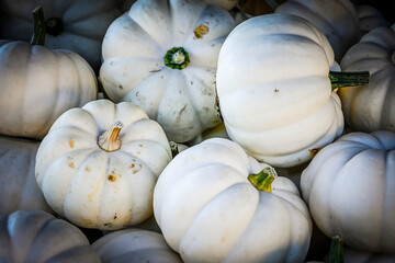 Kürbis, Casperita, Cucurbita pepo, Baby Boo, Speisekürbis, Herbst, Herbstfest, Herbstgemüse,...