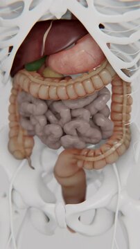 Irritable bowel syndrome in Vertical format | Vertical video of Human digestive system animations | Animated Large intestine in Vertical