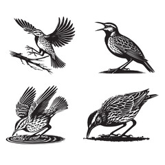 Obraz premium Collection of Western meadowlark Vector illustration - Cute Western meadowlark Clipart Design