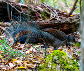 Lyrebird