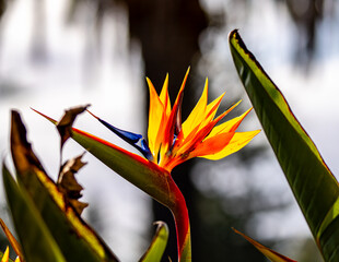 Bird of paradise flower