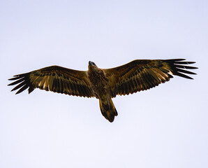 Eagle
