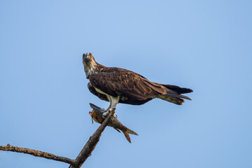 Osprey with fish catch. The osprey (Pandion haliaetus) is a large raptor, known for its distinctive black-and-white plumage, fish diet, and worldwide distribution.