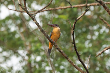 Stock-billed Kingfisher in its habitat. The Stork-billed Kingfisher (Pelargopsis capensis) is a large, colorful bird with a red bill, known for hunting fish and small prey near water.