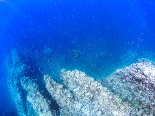 ゆったり泳ぐ美しく大きなアオウミガメ（ウミガメ科）。
英名、学名：green sea turtle (Chelonia mydas)
静岡県伊豆半島賀茂郡南伊豆町中木ヒリゾ浜-2024年
