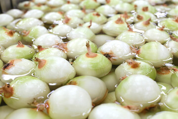 沢山の並べた新鮮な玉ねぎの集合写真