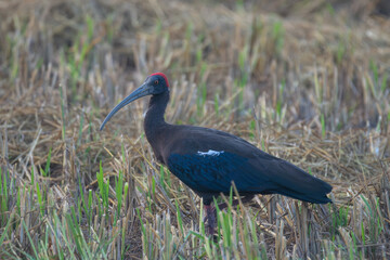 Red-naped Ibis (Pseudibis papillosa) in the farmland. The red-naped ibis is a large wading bird with a distinctive red patch on its nape, found in South Asia.