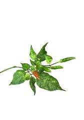 Image of a chili plant branch with chili peppers and leaves placed on a white background for easy cutting to use in various designs. It is a food background and a spicy herb.