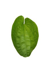 Obraz premium Image of green leaves, natural, placed on a white background for easy cutting to use in various design works.