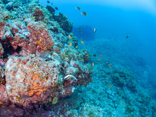 日本固有種の可愛いレンテンヤッコ（キンチャクダイ科）の幼魚、ツノダシ（ツノダシ科）、キンギョハナダイ（ハナダイ亜科）、キホシスズメダイ（スズメダイ科）他の群れ
英名、学名：Japanese angelfish (Centropyge interruptus)
Moorish Idol, Zanclus cornutus
Sea Goldie, Pseudanthias squamipinnis
