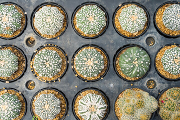 Cacti Oasis: A Refreshing Green Retreat