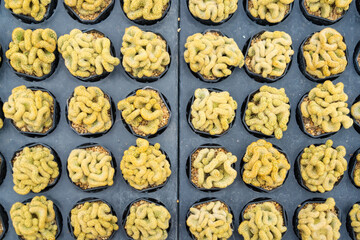 Cacti Oasis: A Refreshing Green Retreat