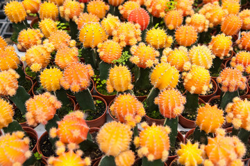 Cacti Oasis: A Refreshing Green Retreat