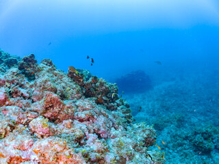 日本固有種の可愛いレンテンヤッコ（キンチャクダイ科）の幼魚、ツノダシ（ツノダシ科）、キンギョハナダイ（ハナダイ亜科）、キホシスズメダイ（スズメダイ科）他の群れ
英名、学名：Japanese angelfish (Centropyge interruptus)
Moorish Idol, Zanclus cornutus
Sea Goldie, Pseudanthias squamipinnis
