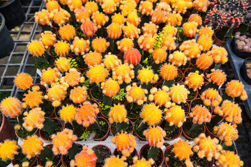 Cacti Oasis: A Refreshing Green Retreat