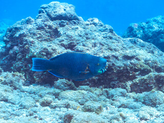 大きく美しいアオブダイ（ブダイ科）。 英名、学名：Knobsnout Parrotfish (Scarus ovifrons) 静岡県伊豆半島賀茂郡南伊豆町中木ヒリゾ浜-2024年  © d3_plus