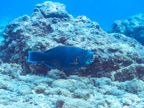 大きく美しいアオブダイ（ブダイ科）。
英名、学名：Knobsnout Parrotfish (Scarus ovifrons)
静岡県伊豆半島賀茂郡南伊豆町中木ヒリゾ浜-2024年
