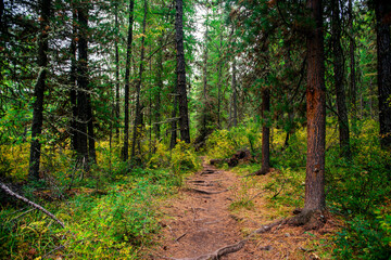 Naklejka premium hiking trail in the Altai mountains