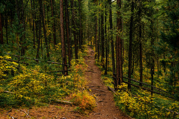 Fototapeta premium hiking trail in the Altai mountains
