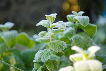 green plants in the garden in autumn and early winter