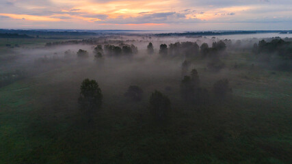 Fog in the forest at dawn