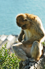 A monkey is sitting on a tree branch and looking down