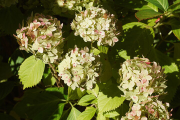 Closeup discolored pink flowers of Hydrangea (Hydrangea macrophylla) in autumn. Family Hydrangeaceae. Autumn, Netherlands, September
