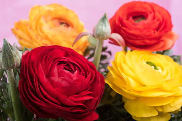 カラフルなラナンキュラスの花々のアップ
