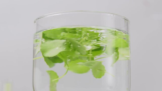High quality macro footage for gotu kola products promotional video on white background, many fresh gotu kola leaves rotate in a glass water tank, in the middle of the frame