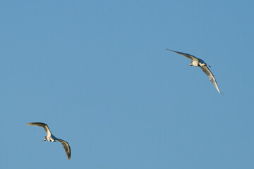 Eurasian Spoonbill, Platalea leucorodia