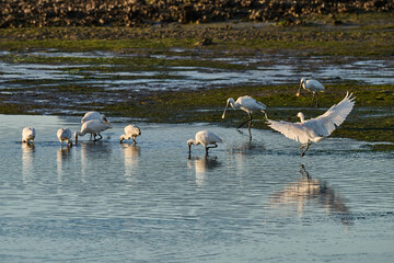 Eurasian Spoonbill, Platalea leucorodia