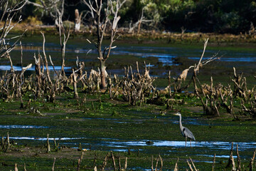 Grey heron, Ardea cinerea