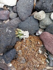Portrait of coral rocks on the beach