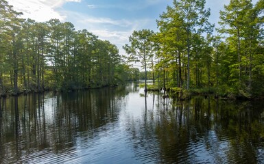 Swampland and trees in Moyock, North Carolina, United States.