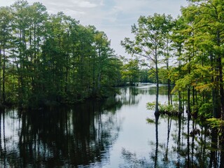 Swampland and trees in Moyock, North Carolina, United States.