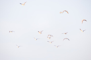 A beautifully serene view of a large flock of birds soaring gracefully against a light blue sky above