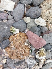 Portrait of a beach view on a sunny day with coral rocks on the beach
