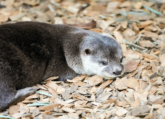 Portrait of an otter. Aonyx cinereus. Small-clawed otter. Animal in close-up.
