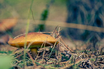 Boletus granulatus, Suillus granulatus, Weeping Bolete, Dotted-stalk Bolete, mushroom in forest	