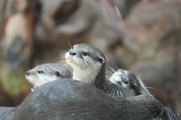 Portrait of an otter. Aonyx cinereus. Small-clawed otter. Animal in close-up.
