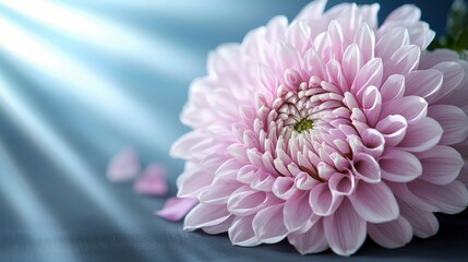 Pink Dahlia Flower with Sun Rays Background   Floral Photography