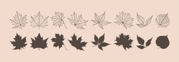 Outline of various leaves isolated on a light background. Hand drawn vector botanical illustration