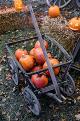 Halloween pumpkins or jack o lantern.