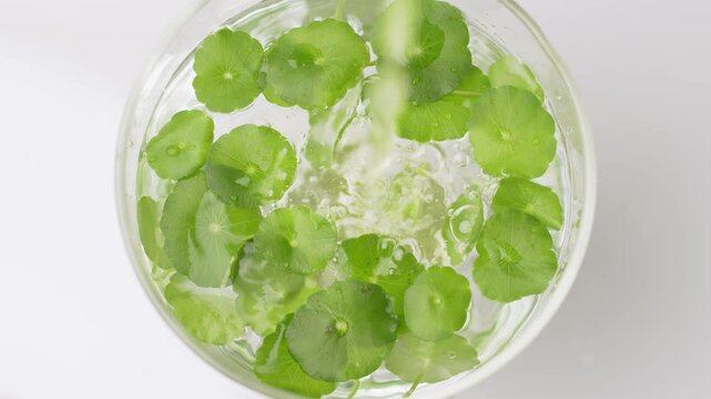 Macro top shot footage with pennywort leaves ingredient, which floating on the water surface in a glass water tank, a stream of water is poured down from above, isolated on white background