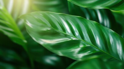 Obraz premium A close-up shot of vibrant green leaves with sunlight casting intricate patterns and textures on the foliage, creating a fresh and vibrant atmosphere.