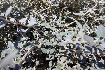 Dense Foliage with Silver-Gray Leaves in Natural Sunlight