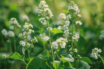 Fototapeta premium Tiny white flowers are blooming on slender green stems, adding a touch of delicate beauty to the lush green meadow