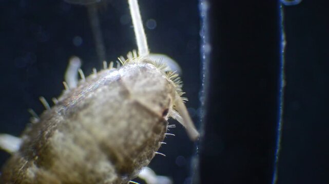 Detailed slow-motion view of a silverfish under a microscope, revealing its silver body, long antennae, and three bristles at the end of the tail.