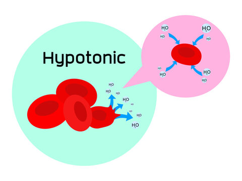 Hypotonic-Water (H2O) diffuses into red blood cell resulting from Osmotic pressure as water balance in animal cells.